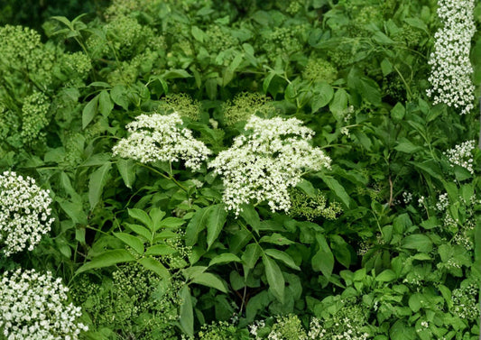 American Elderberry Seeds – Native Shrub for Edible Gardens, Wildlife, White Flowers – Sambucus canadensis