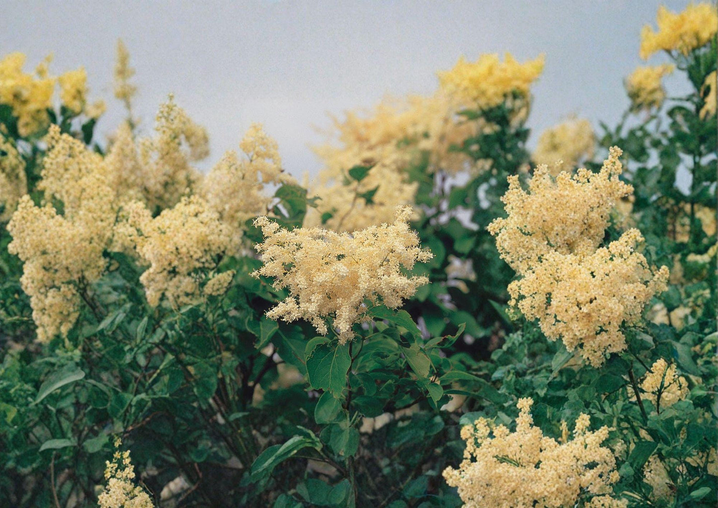 Japanese Tree Lilac Seeds – Fragrant Creamy White Ornamental Tree for Garden Landscape - Fast Shipping
