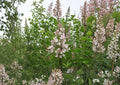 Syringa Oblata Early Lilac Seeds – Fragrant Purple Spring Shrub for Gardens – Non-GMO Plant Seeds