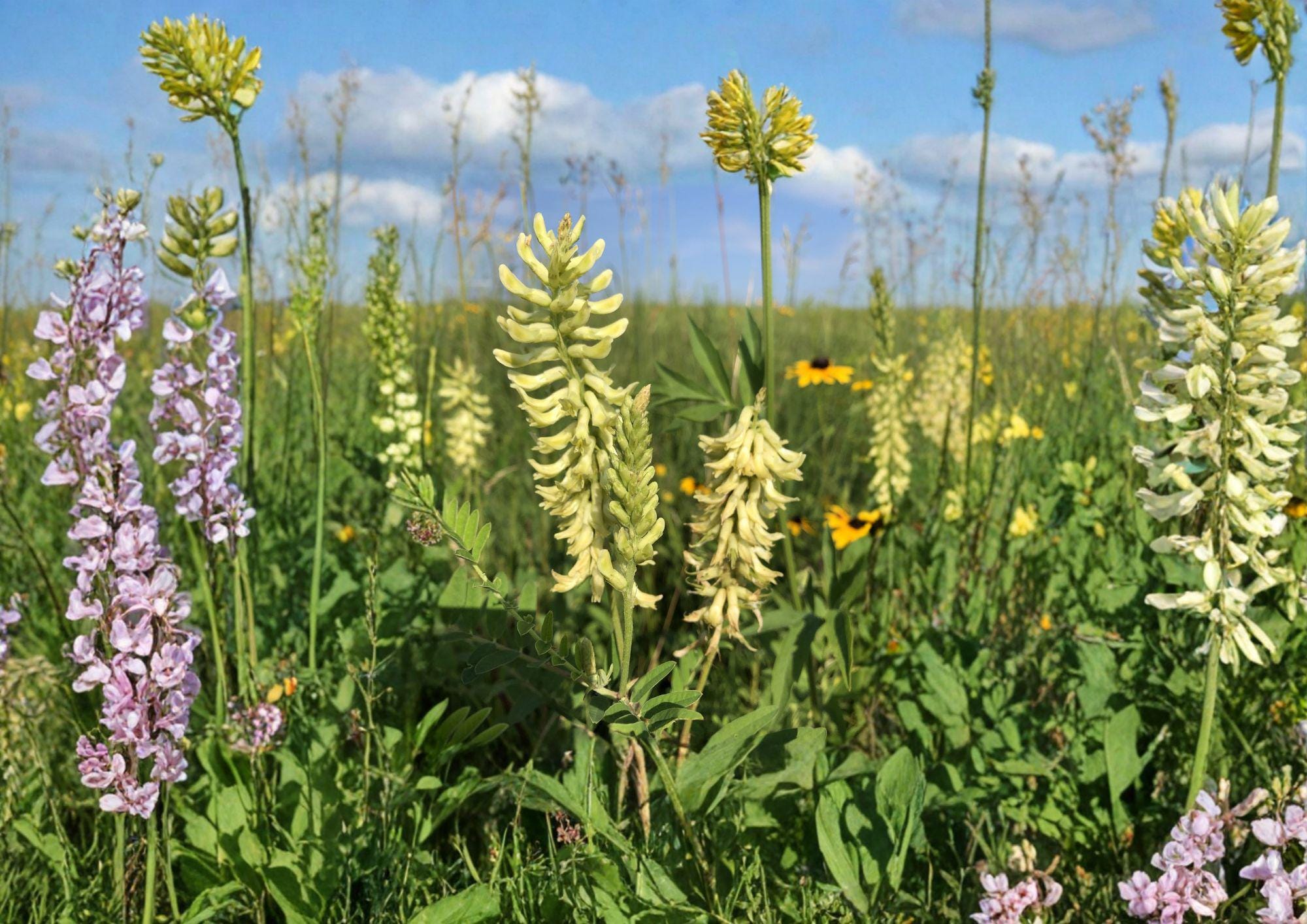 Canadian Milk Vetch Seeds – Native Wildflower, Creamy Yellow Blooms, Pollinator Garden Plant, Fast Growing Astragalus canadensis