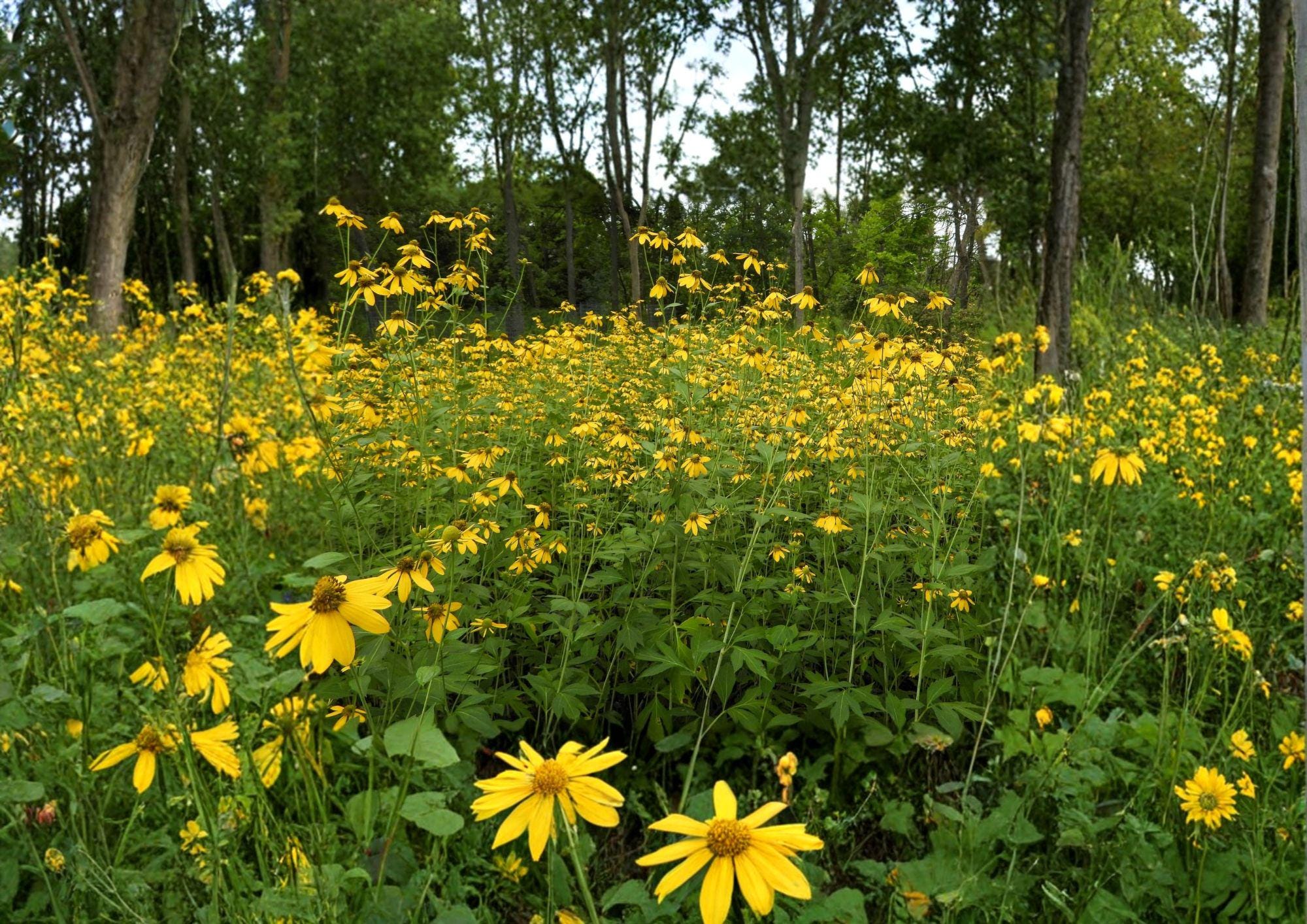 Rudbeckia Laciniata Seeds – Tall Yellow Wildflower for Pollinator Gardens – Easy to Grow Perennial Plant