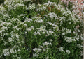 Mountain Mint Seeds – Pycnanthemum Virginianum Native Wildflower Herb for Gardens – Fast Shipping