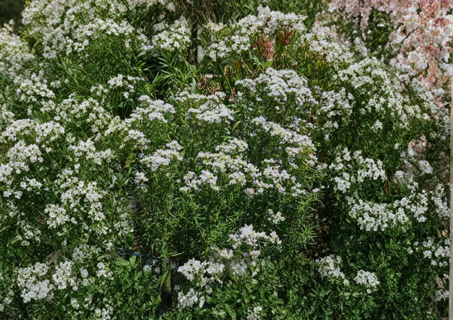 Mountain Mint Seeds – Pycnanthemum Virginianum Native Wildflower Herb for Gardens – Fast Shipping