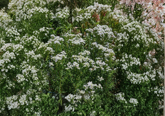 Mountain Mint Seeds – Pycnanthemum Virginianum Native Wildflower Herb for Gardens – Fast Shipping
