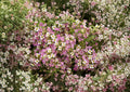 Dwarf Pink Sweet Alyssum Seeds – Fragrant Low Growing Flowers for Borders, Containers, Pollinators – Lobularia maritima