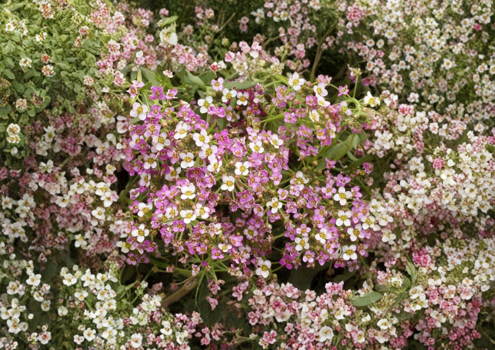 Dwarf Pink Sweet Alyssum Seeds – Fragrant Low Growing Flowers for Borders, Containers, Pollinators – Lobularia maritima