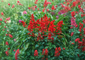 Scarlet Sage Seeds Salvia coccinea Medicinal Culinary Herb Flower Pollinator Garden Plant, Hummingbird & Butterfly Friendly