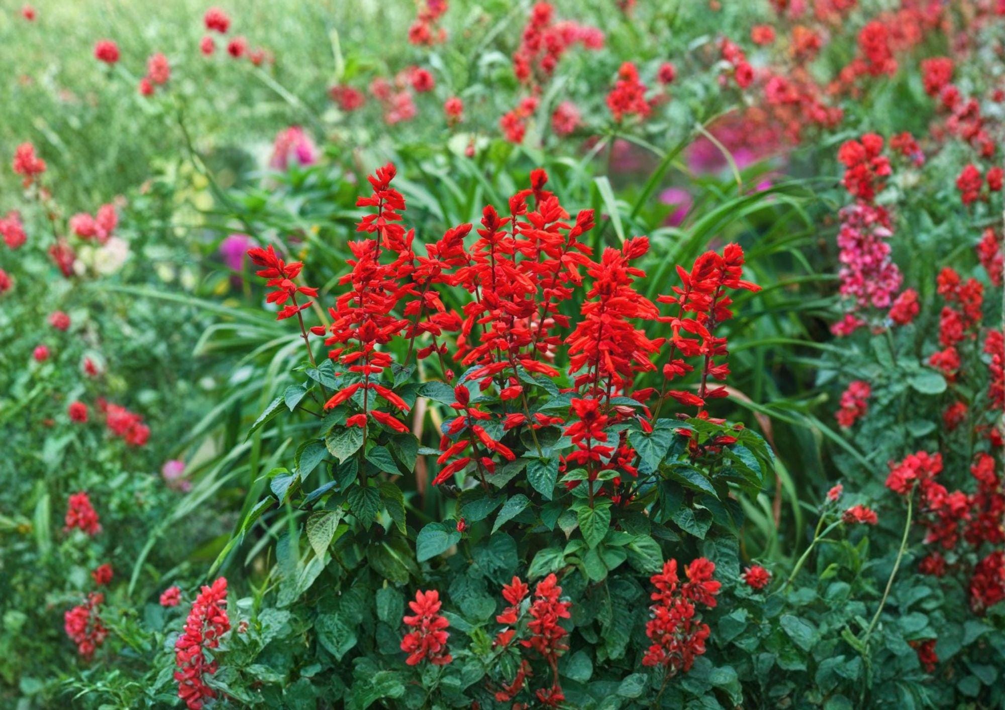 Scarlet Sage Seeds Salvia coccinea Medicinal Culinary Herb Flower Pollinator Garden Plant, Hummingbird & Butterfly Friendly