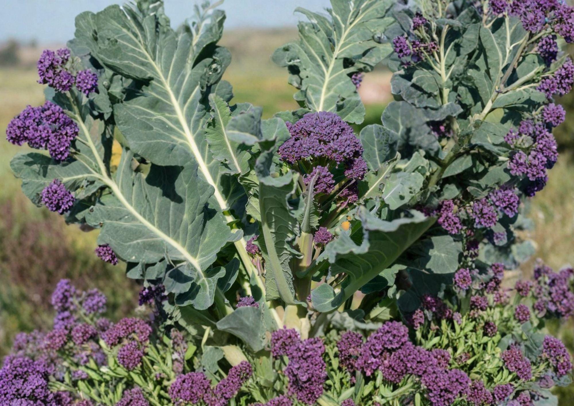 Early Purple Sprouting Broccoli Seeds – Non-GMO Heirloom Vegetable for Garden, Cold Hardy Gourmet Brassica, Fast Growing Planting Seeds