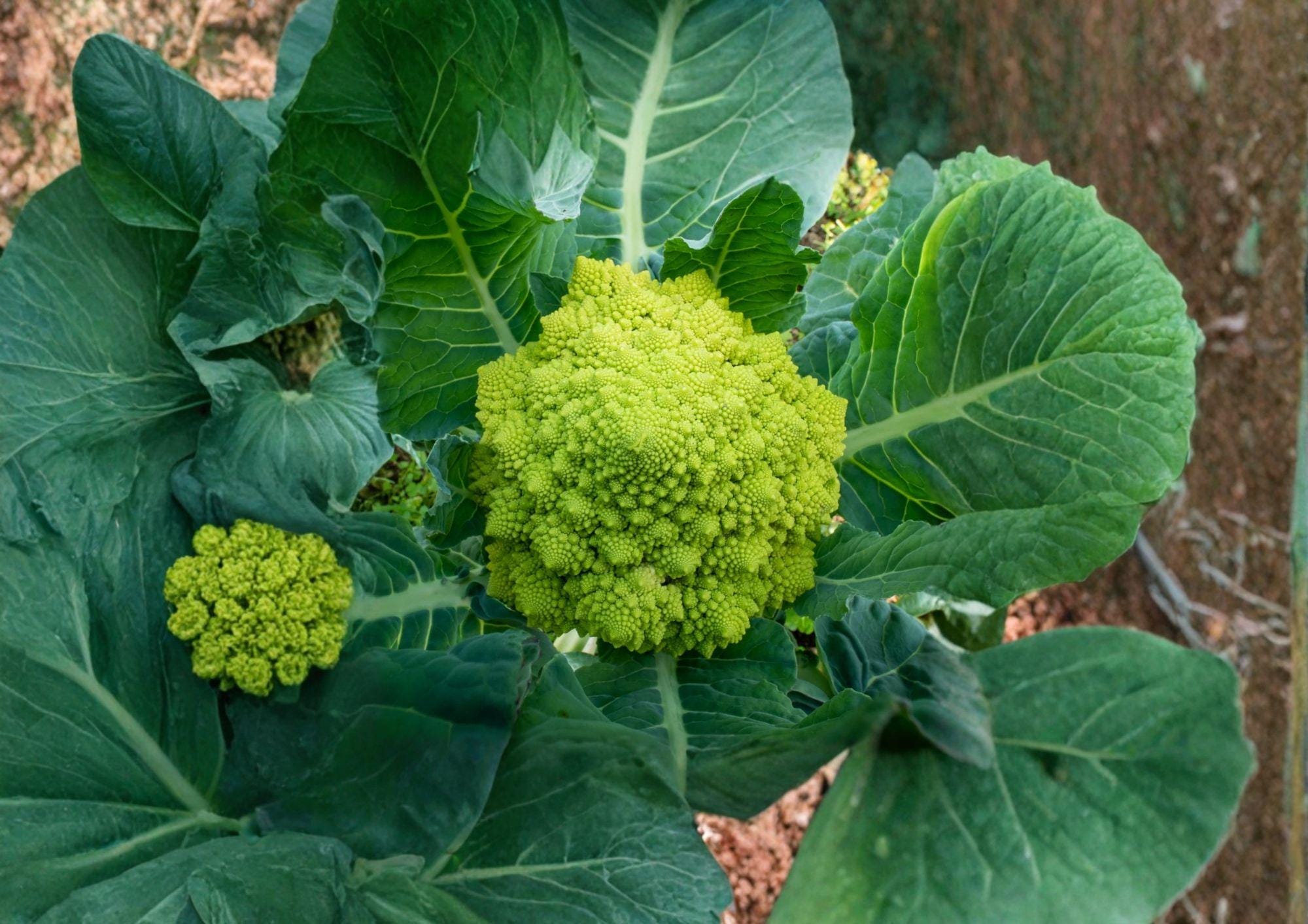 Romanesco Broccoli Seeds, 100+ Non-GMO Heirloom Vegetable, Fractal Lime Green Gourmet Brassica, Brassica oleracea, Garden Planting