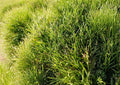 Cat Grass Seeds 100+ Crested Wheatgrass Non-GMO Pet Safe Indoor Outdoor Growing Fresh Digestive Aid Greens