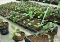 Water Pepper Herb Seeds, 50+ Non-GMO Culinary & Medicinal Plant, Polygonum Hydropiper, Akatade Benitade, Garden Planting