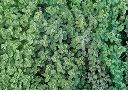 Greek Oregano Seeds, Aromatic Culinary Herb, Heirloom, Non-GMO, Perennial, Butterfly Friendly, Fast Growing, Herb Garden Plant