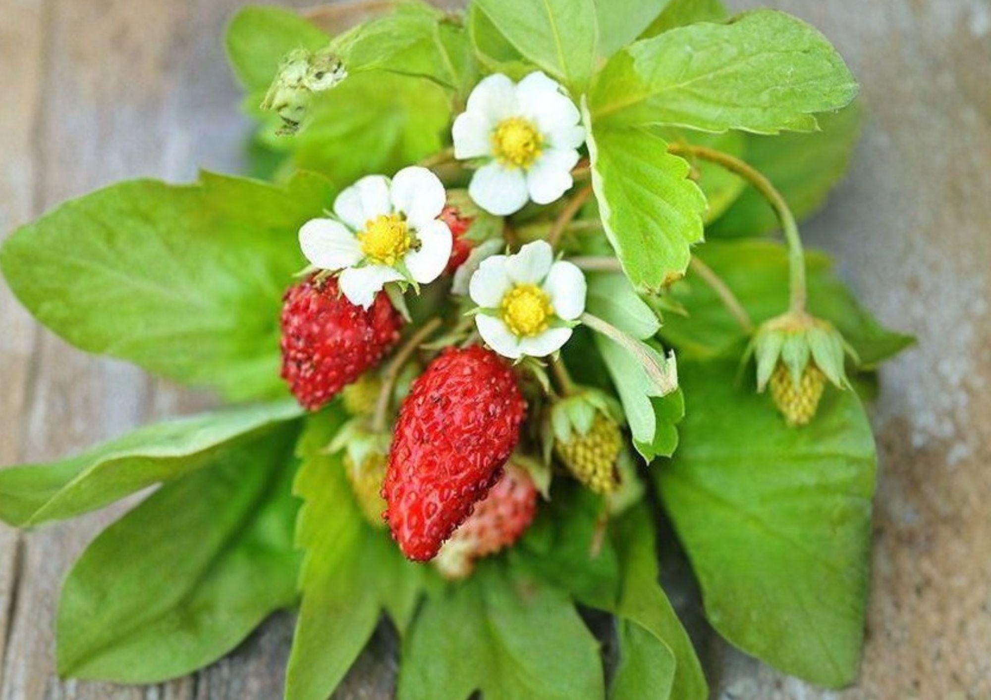 50+ Alexandria Strawberry Seeds | Heirloom Alpine Fruit | Non-GMO Everbearing Mini Strawberry Plants for Garden Planting