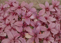 Red Garnet Amaranth Seeds – Non-GMO Heirloom Edible Ornamental Vegetable for Garden Planting, Grain & Leaf Crop, Red Spinach Variety