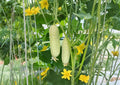 White Wonder Cucumber Seeds – Heirloom Non-GMO Vegetable for Garden Planting, Creamy White Slicing Cucumbers, Rare Home Garden Crop