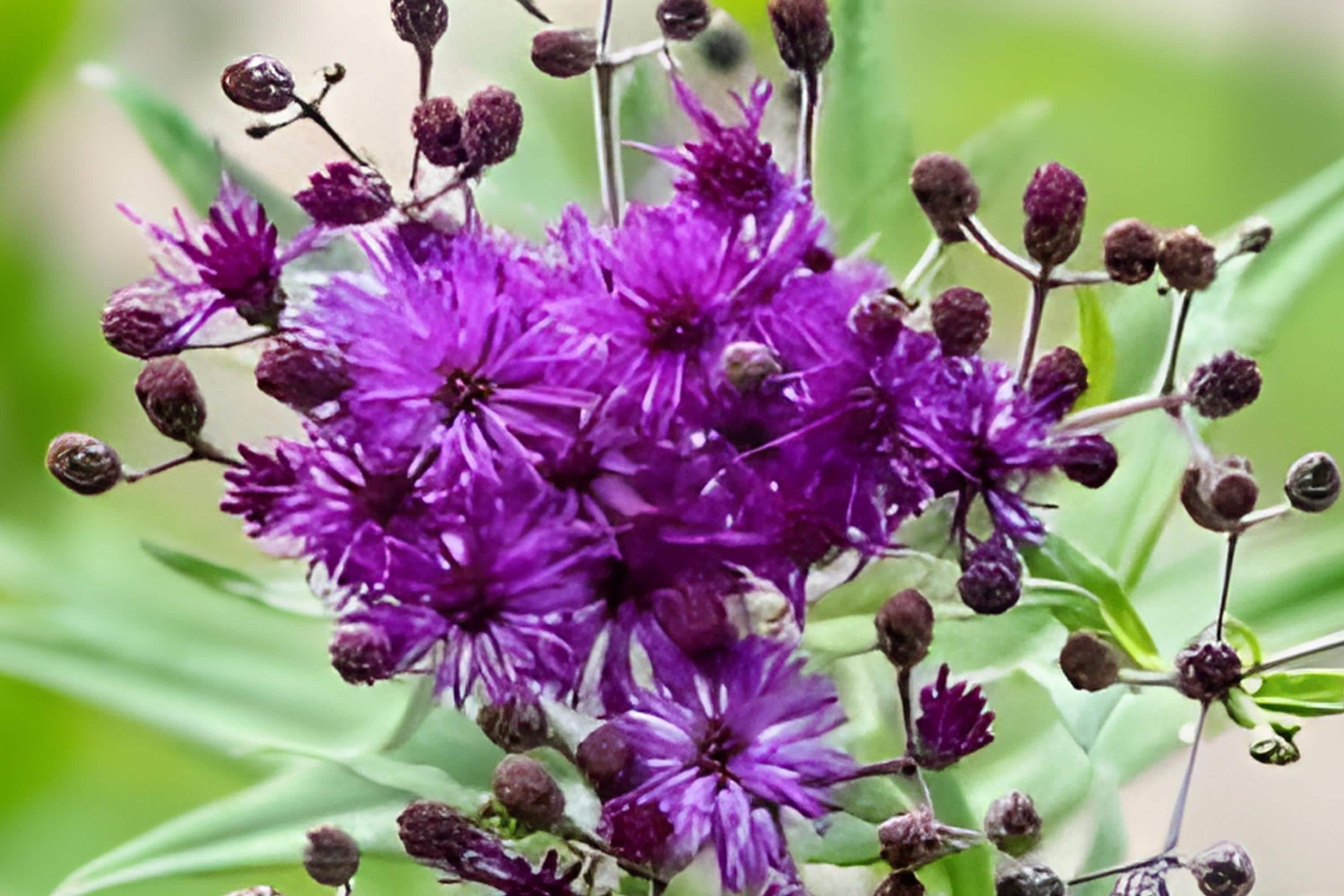 Tall Ironweed Seeds, Native Vernonia angustifolia, Vibrant Purple Blooms, Butterfly & Pollinator Attractant, Prairie Garden Plant