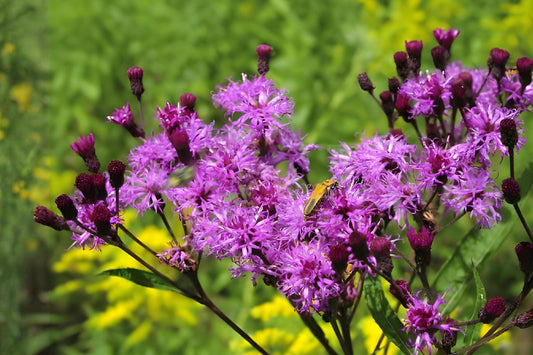NY Ironweed Seeds (Vernonia noveboracensis) – Native Perennial with Purple Blooms, Butterfly & Pollinator Attractant for Prairie Gardens