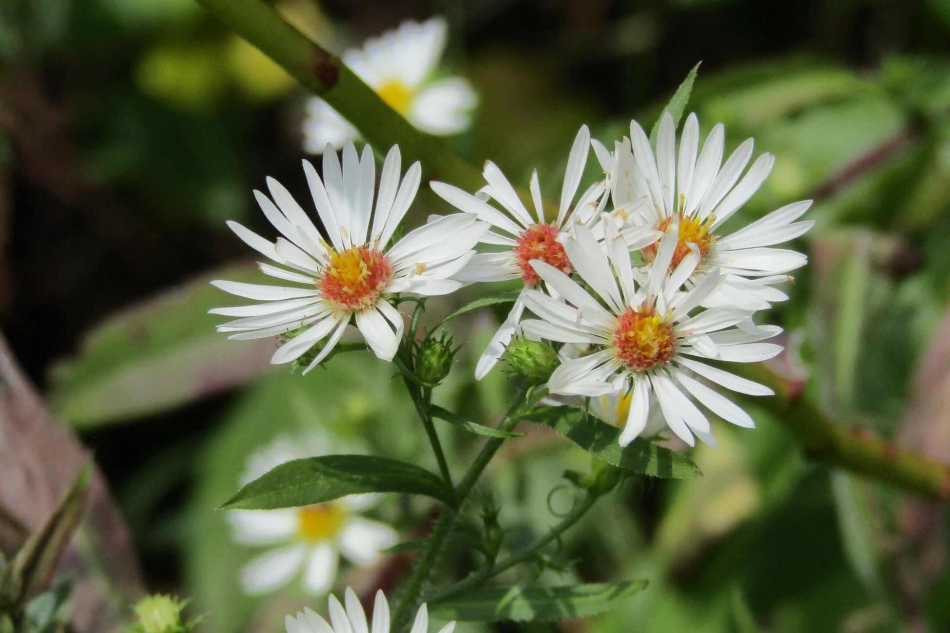 Heath Aster Seeds 100 Pack | Native Wildflower for Pollinator Gardens & Prairies | Symphyotrichum pilosum