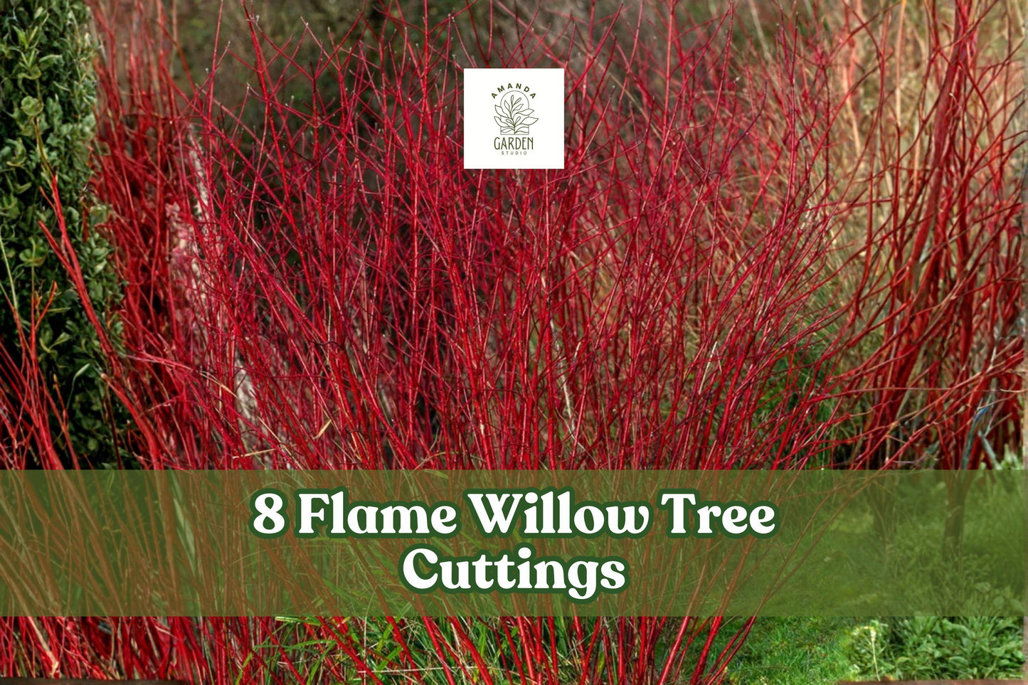 Flame Willow Tree Cuttings – Red Orange Bark – Fast-Growing Deciduous Salix spp. for Landscaping