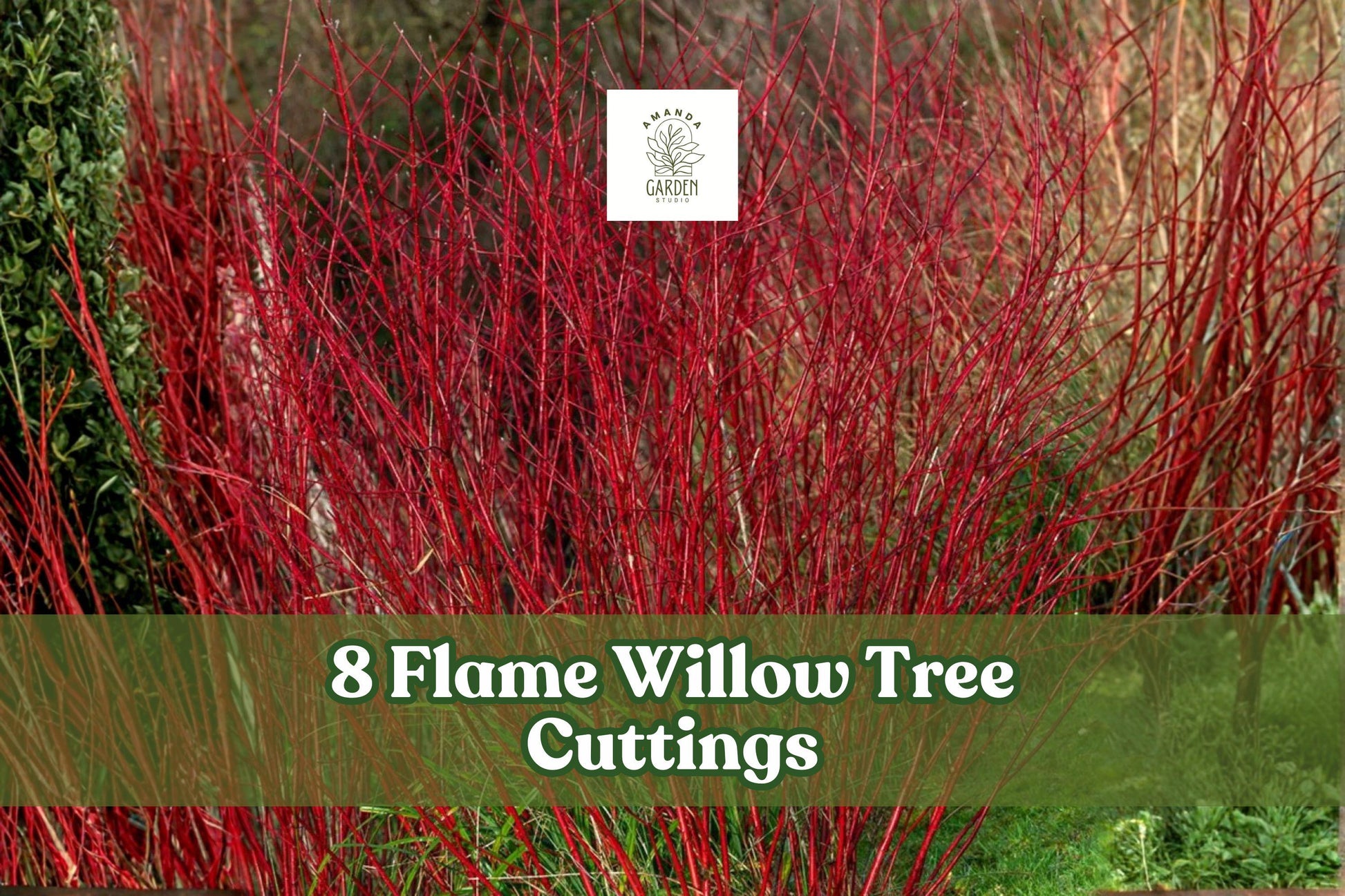 Flame Willow Tree Cuttings – Red Orange Bark – Fast-Growing Deciduous Salix spp. for Landscaping