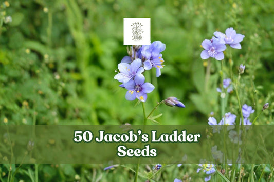 Jacob’s Ladder Seeds – Perennial Wildflower, Blue/Pink Blooms, Shade Garden, Polemonium reptans, 50 Seeds