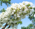 Crape Myrtle Live Plants – 6" Rooted Cuttings – Snow White Lagerstroemia Tree – Ornamental Flowering Shrubs for Garden & Landscape