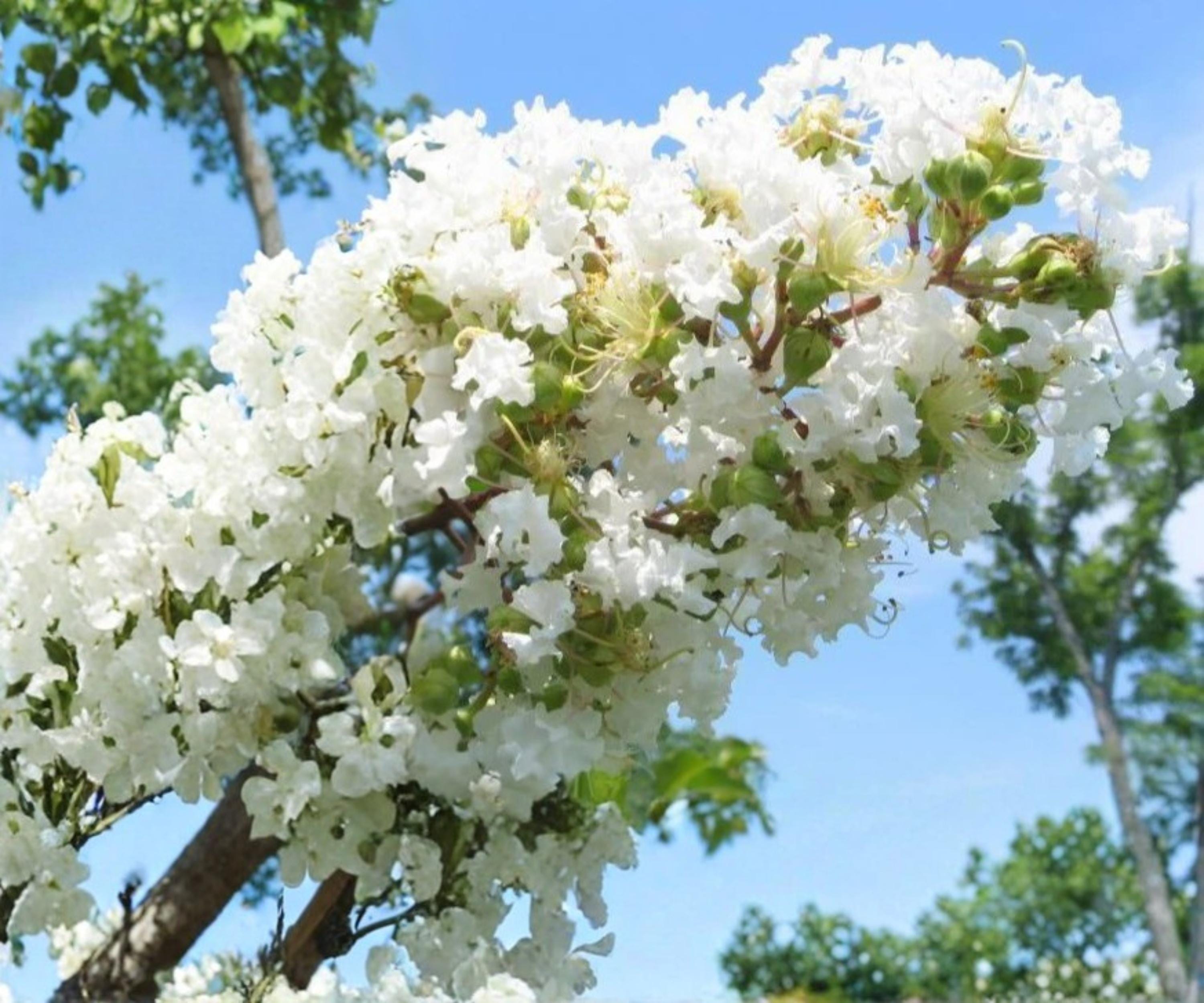 Crape Myrtle Live Plants – 6" Rooted Cuttings – Snow White Lagerstroemia Tree – Ornamental Flowering Shrubs for Garden & Landscape