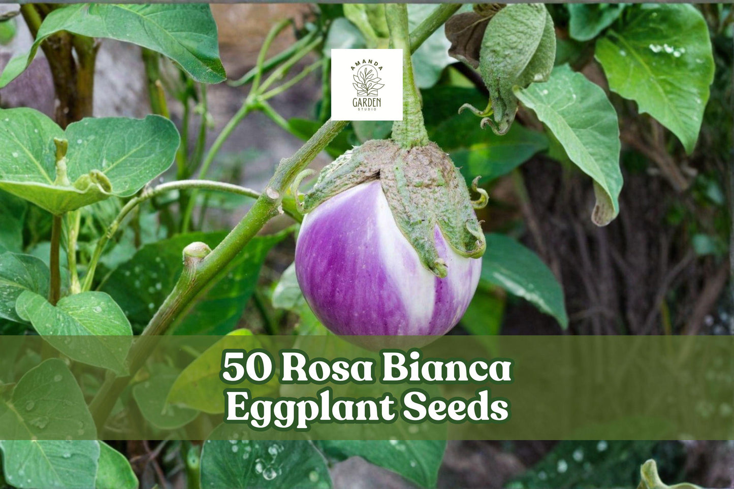 50 Rosa Bianca Eggplant Seeds – Heirloom Solanum melongena with Lavender-Pink Fruits, Full Sun, 4-6 Inch Edible Vegetables