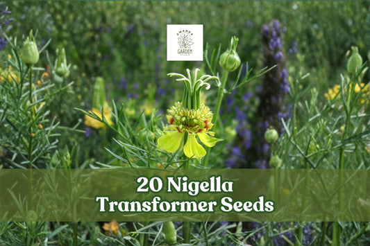 Nigella Transformer Seeds – Blue Annual Flower for Garden Beds & Borders – Nigella damascena