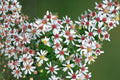 Calico Aster Seeds 100 Pack, Native Perennial with White to Pink Flowers, Symphyotrichum lateriflorum