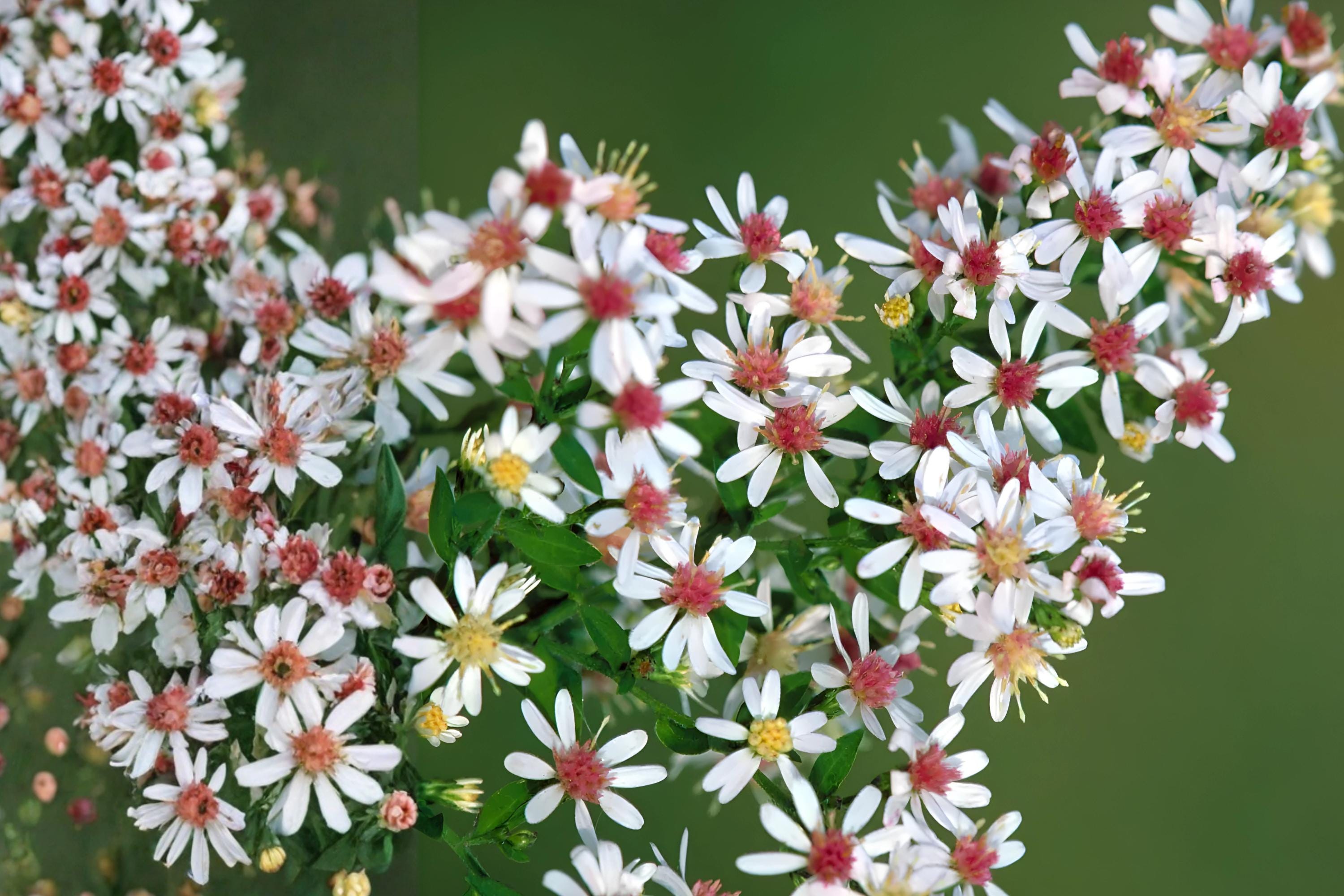 Calico Aster Seeds 100 Pack, Native Perennial with White to Pink Flowers, Symphyotrichum lateriflorum