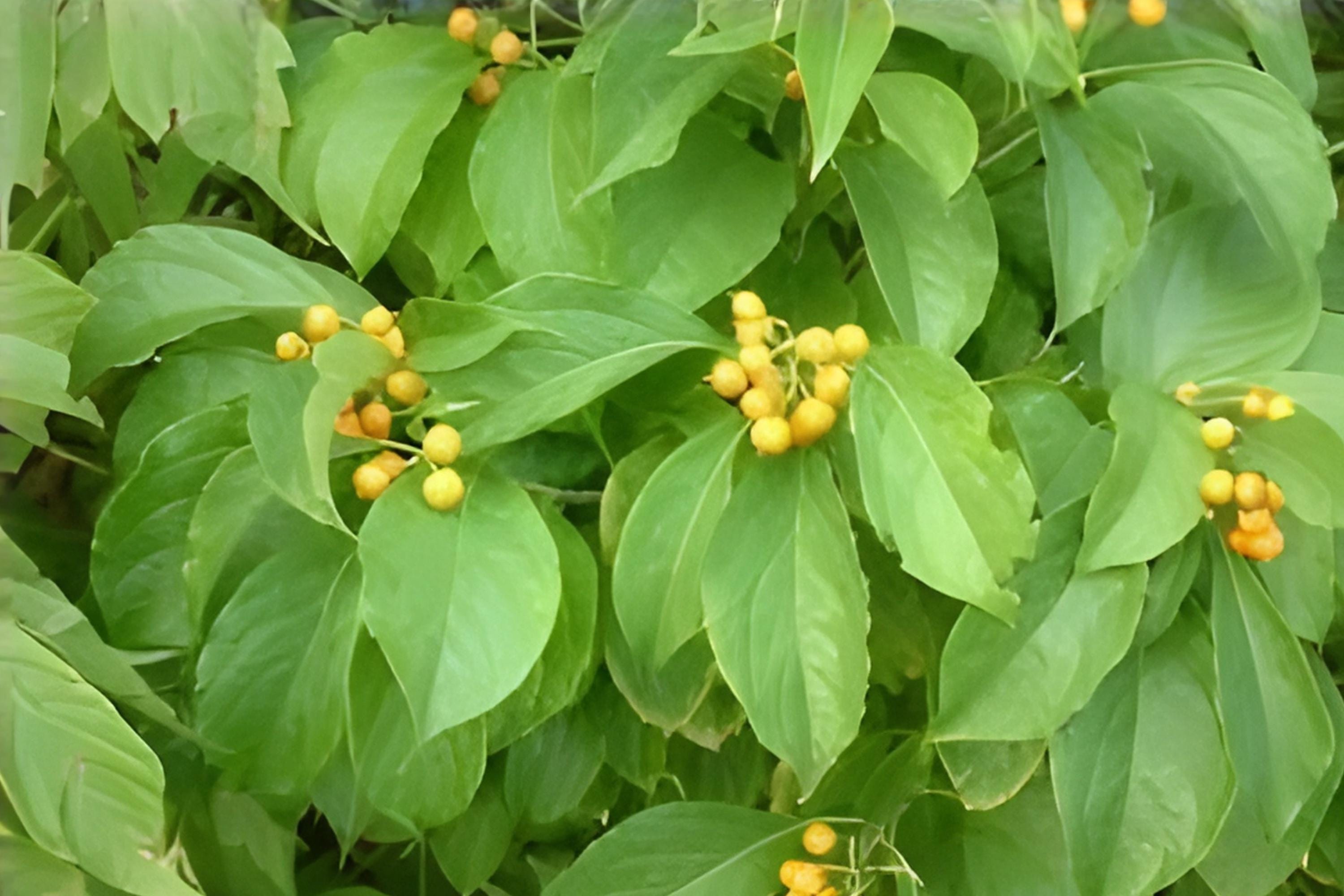 American Bittersweet Seeds, Native Climbing Vine with Bright Orange Berries, Celastrus scandens, Wildlife Garden Planting