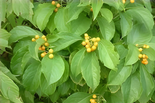 American Bittersweet Seeds, Native Climbing Vine with Bright Orange Berries, Celastrus scandens, Wildlife Garden Planting