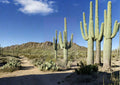 Carnegiea Gigantea Saguaro Cactus Seeds – 25 Pack for Succulent Collection, Xeriscape Gardens, Fast Growing Desert Plant