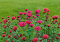Scarlet Bee Balm Seeds 10 Pack - Bright Red Perennial Wildflower for Hummingbird and Pollinator Gardens - Monarda Didyma