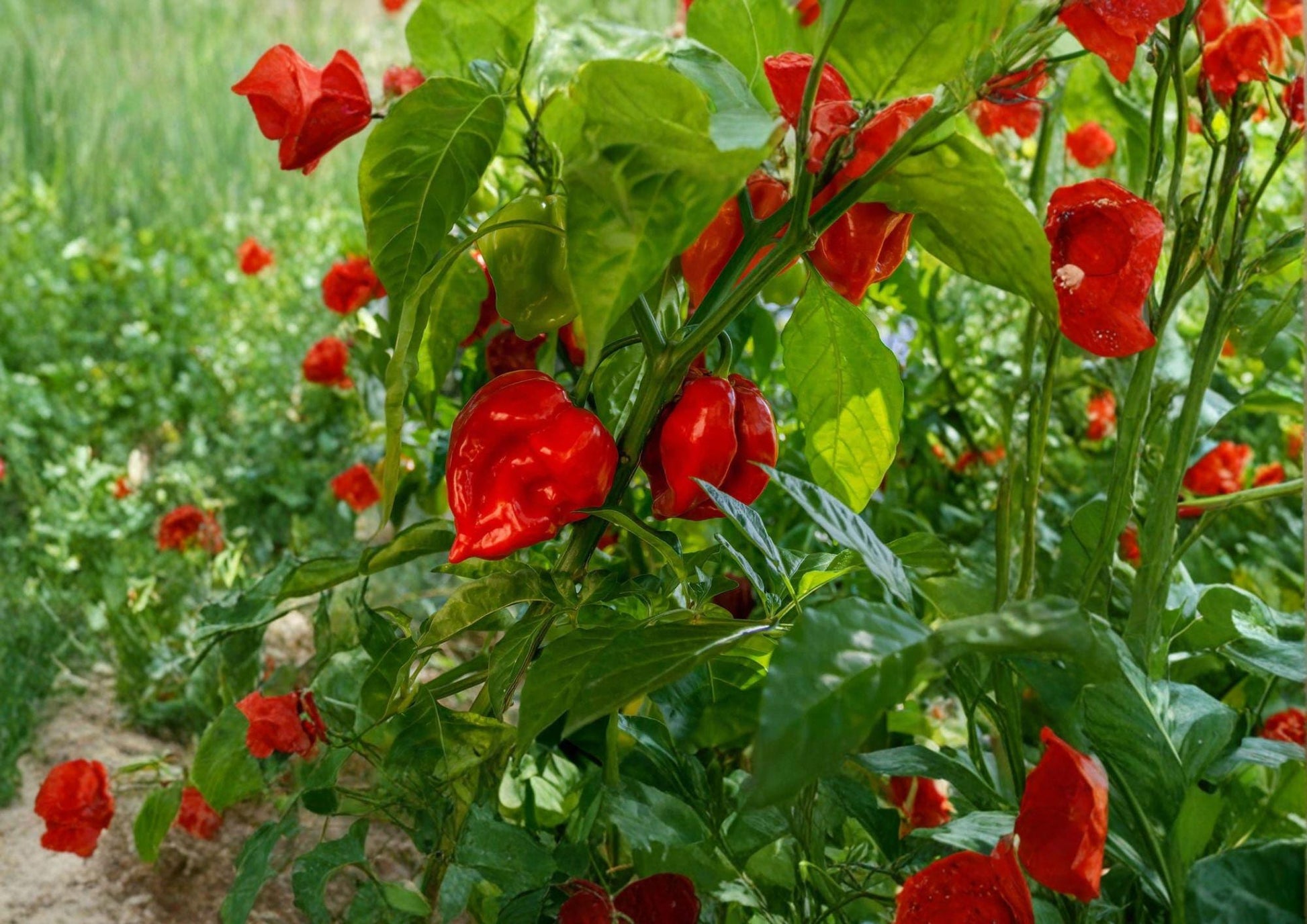 Habanero Hot Pepper Seeds 50 Pack – Non-GMO Heirloom Chili Pepper for Spicy Garden and Culinary Use