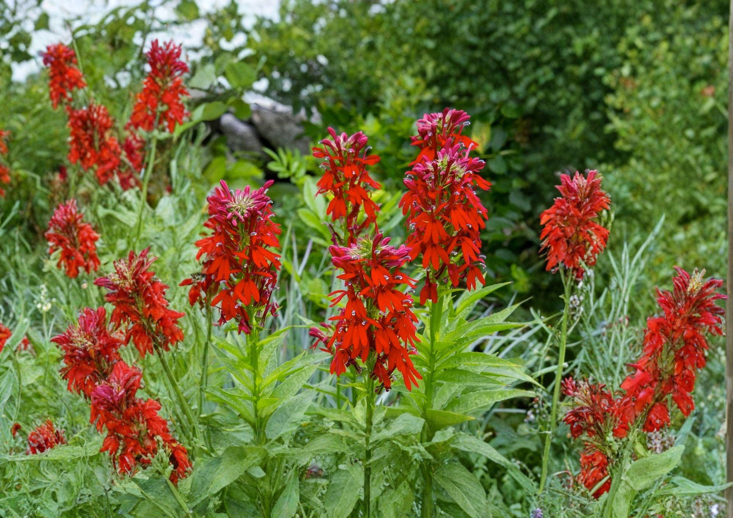 Lobelia Cardinalis Seeds – 300 Bright Red Cardinal Flower Perennial for Hummingbird & Pollinator Gardens
