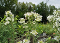 Pycnanthemum Pilosum Hairy Mountain Mint Seeds, Aromatic Native Herb for Pollinator Gardens, Prairie Landscapes, Non-GMO, 1000 Seeds