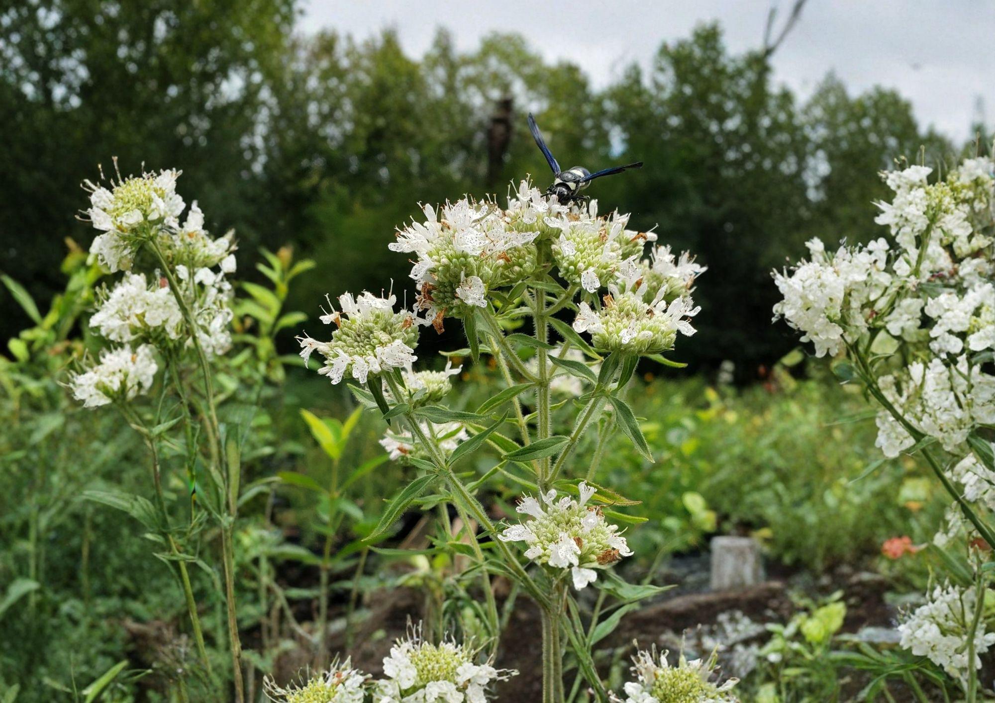 Pycnanthemum Pilosum Hairy Mountain Mint Seeds, Aromatic Native Herb for Pollinator Gardens, Prairie Landscapes, Non-GMO, 1000 Seeds
