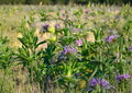 Monarda Citriodora Lemon Mint Bee Balm Seeds 3000 Non-GMO Heirloom Aromatic Herb Pollinator Garden
