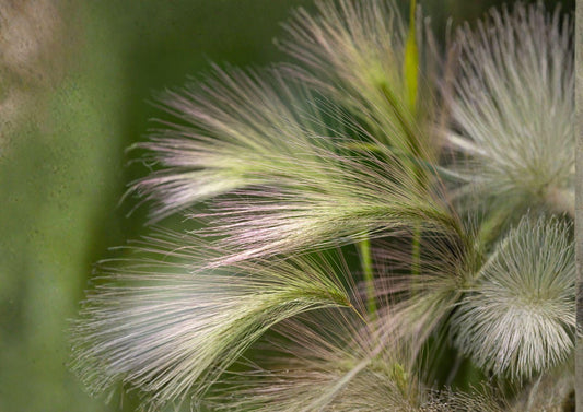 Hordeum Jubatum Foxtail Barley Seeds 25 Pack - Ornamental Wild Grass with Pink Purple Seed Heads for Natural Gardens