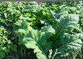 Bayou Kale Seeds 500 Count Winter Hardy Brassica Oleracea Cover Crop for Soil Improvement and Vegetable Gardens