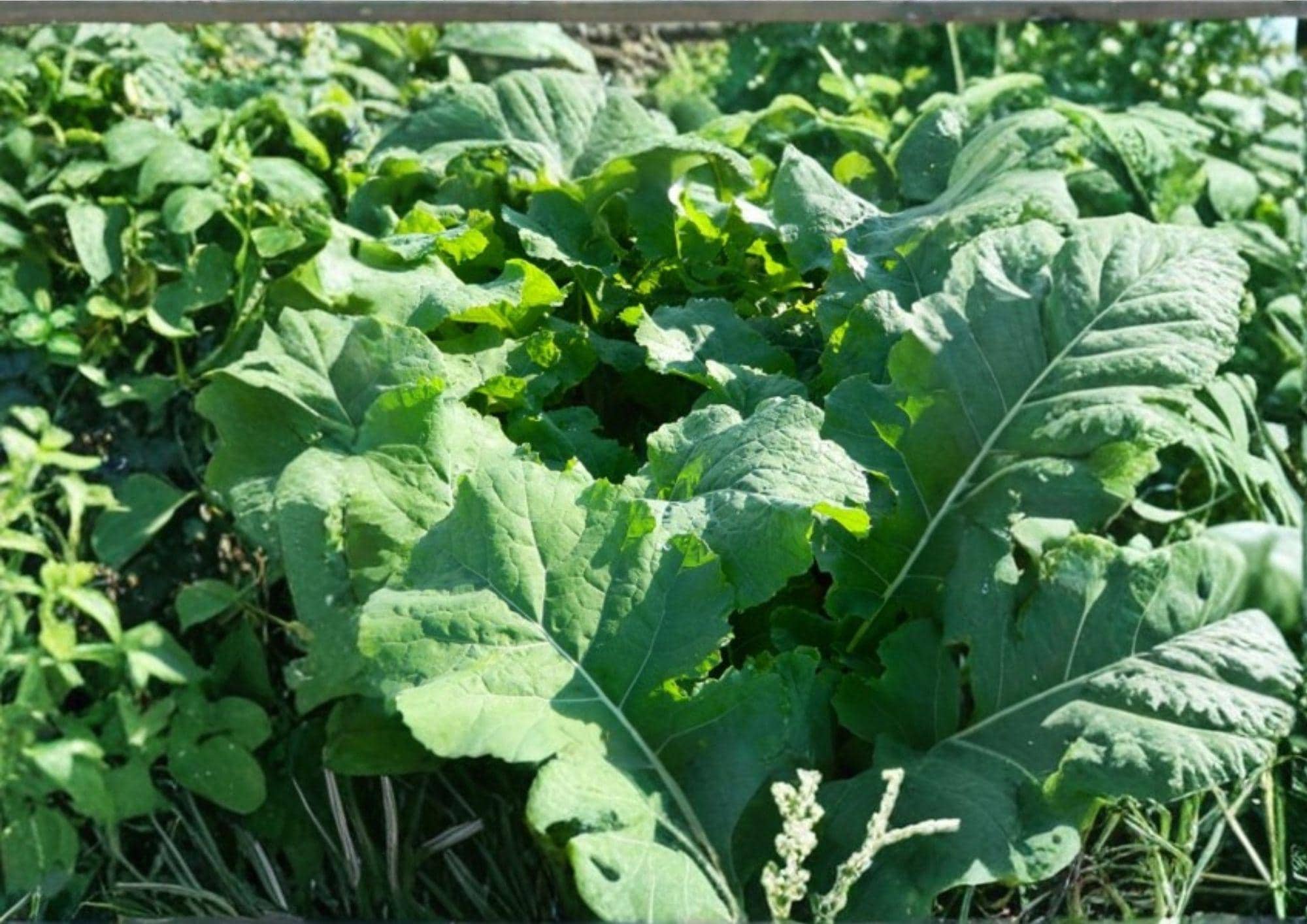 Bayou Kale Seeds 500 Count Winter Hardy Brassica Oleracea Cover Crop for Soil Improvement and Vegetable Gardens