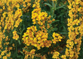 Tagetes Lucida Mexican Tarragon Seeds – Aromatic Culinary Herb for Cooking, Medicinal Use, and Pollinator Gardens – 50 Seeds