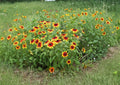 Rudbeckia Hirta Gloriosa Daisy Seeds – Bright Yellow Black Eyed Susan Wildflower for Butterfly Pollinator Gardens, 1000 Seeds