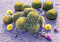Echinocactus Grusonii Golden Barrel Cactus Seeds 25 Pack Round Desert Succulent for Xeriscape Gardens