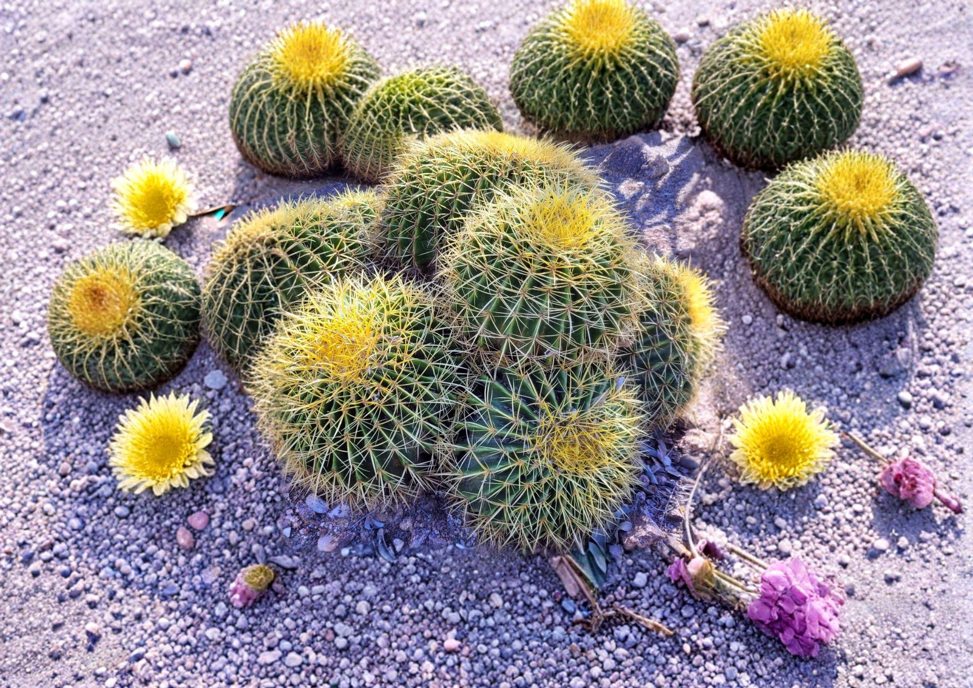 Echinocactus Grusonii Golden Barrel Cactus Seeds 25 Pack Round Desert Succulent for Xeriscape Gardens