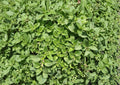 Sweet Marjoram Seeds 2000 Pack, Aromatic Culinary Herb, Origanum Majorana, Non-GMO, Heirloom, Perennial Kitchen Garden Plant