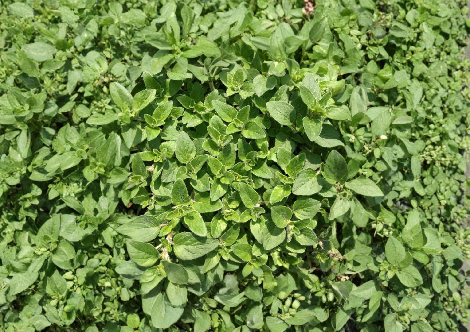 Sweet Marjoram Seeds 2000 Pack, Aromatic Culinary Herb, Origanum Majorana, Non-GMO, Heirloom, Perennial Kitchen Garden Plant